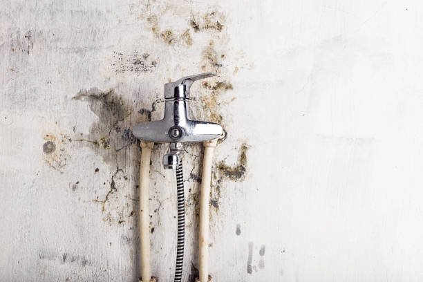 Best Affordable Mold Removal  in Northport, AL