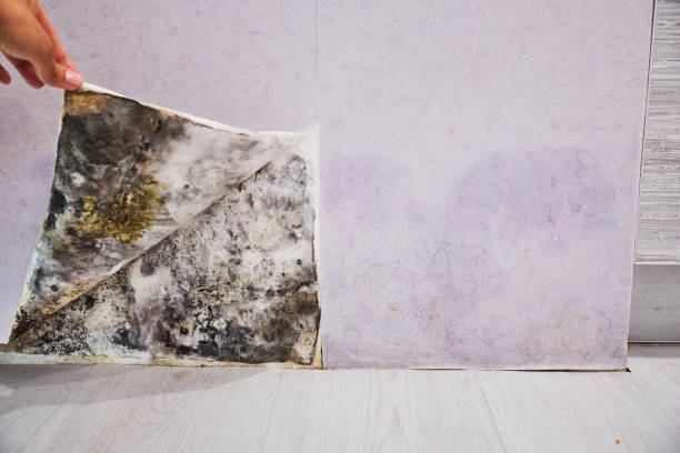 Best Toxic Mold Removal  in Northport, AL